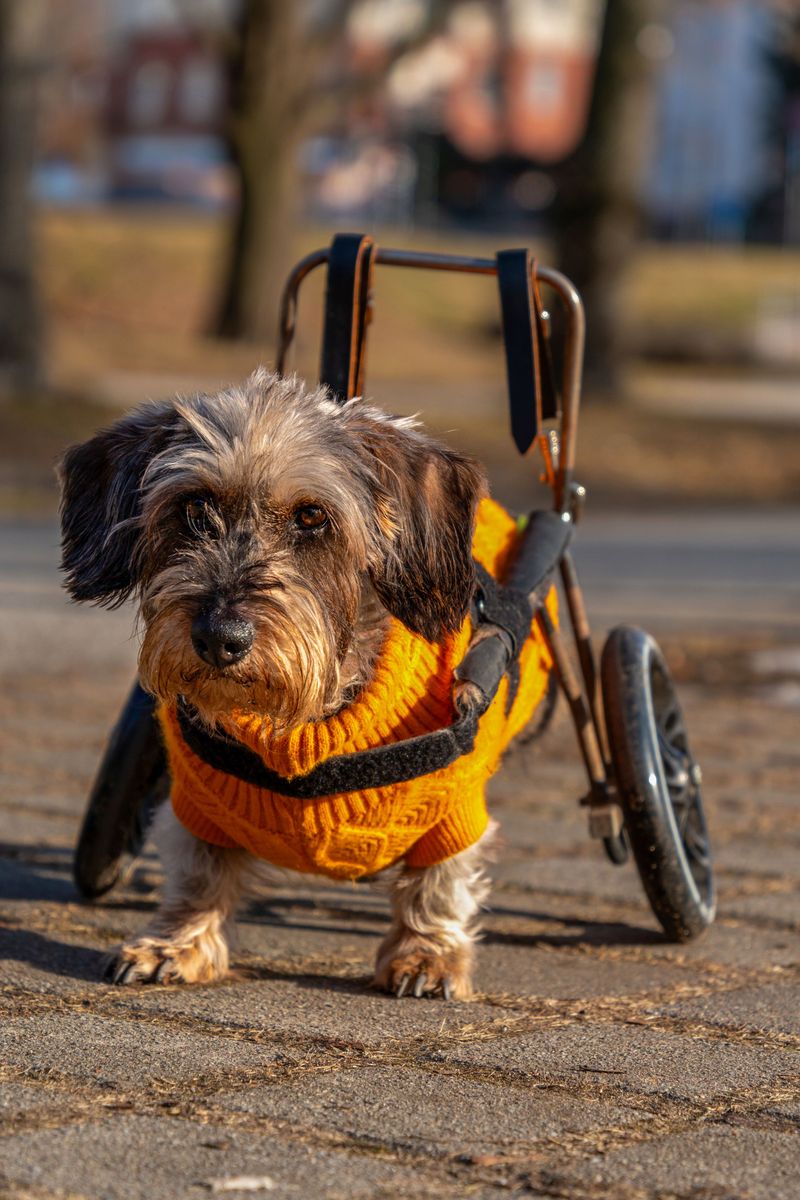 Try A Craft Class That Funds Senior Dogs