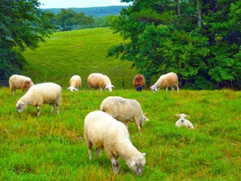 Try Halloumi Straight From the Source