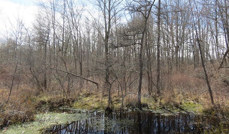 Try Walking Where Ghostly Trees Guard the Trail