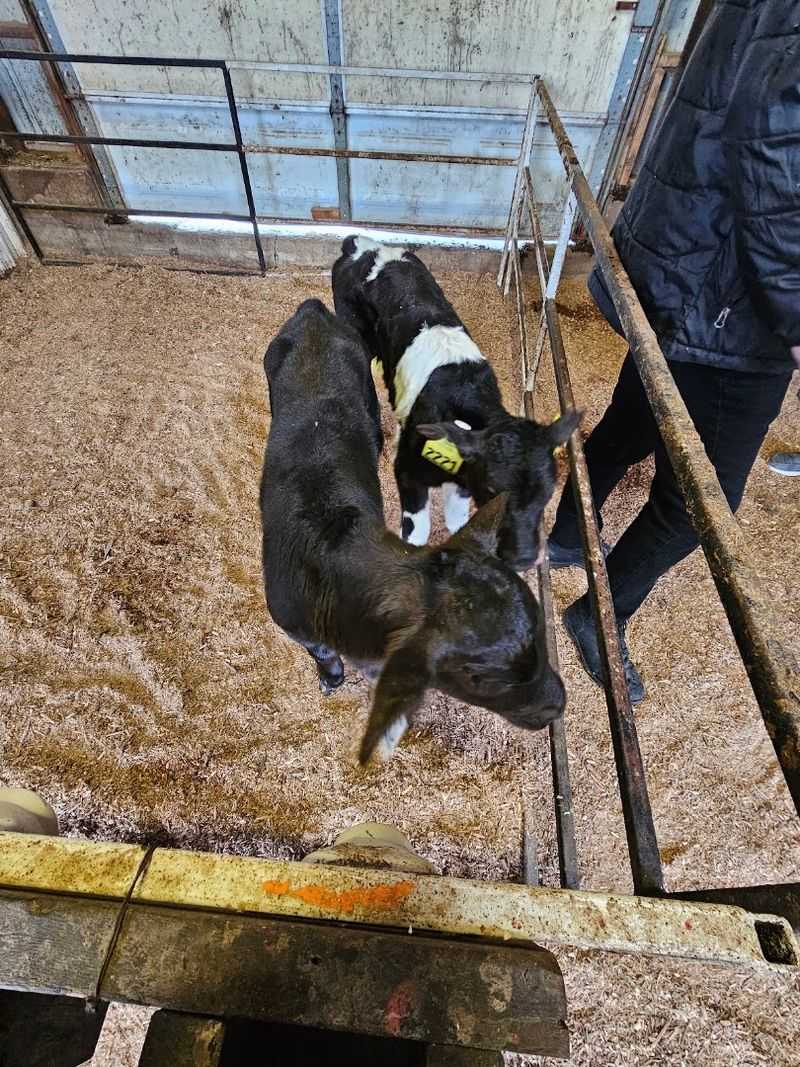 Trying Your Hand At Milking