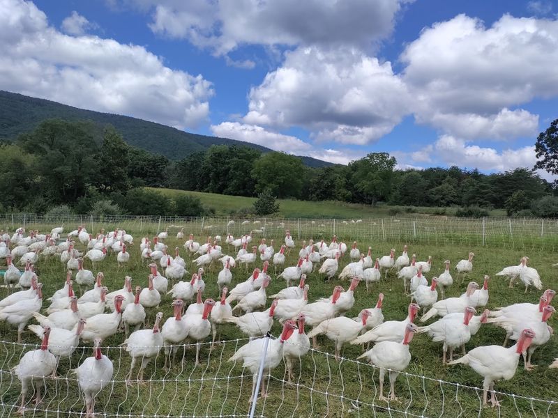 Turkeys, Rabbits, and the Art of Multi-Species Farming