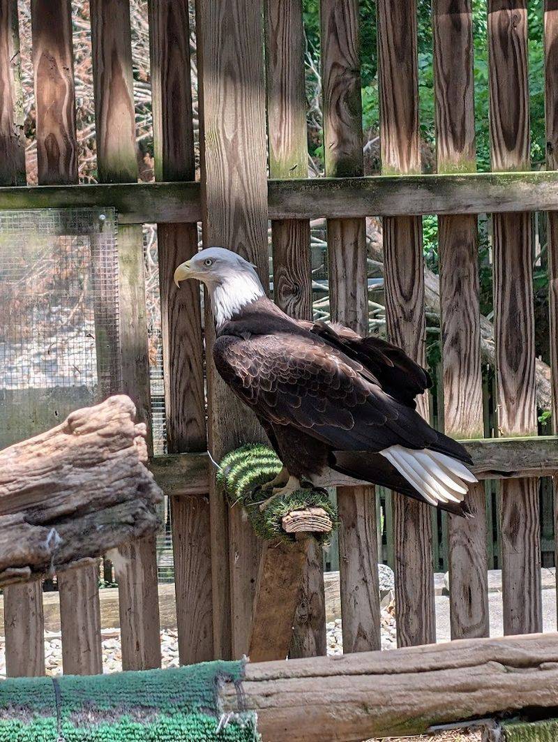 UTOPIA Wildlife Rehabilitators