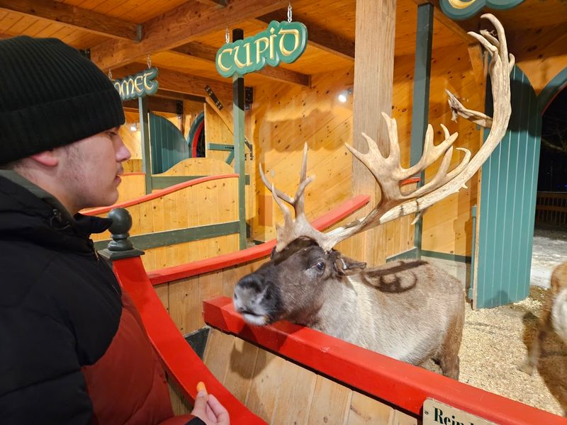 Up Close with Santa's Real Live Reindeer