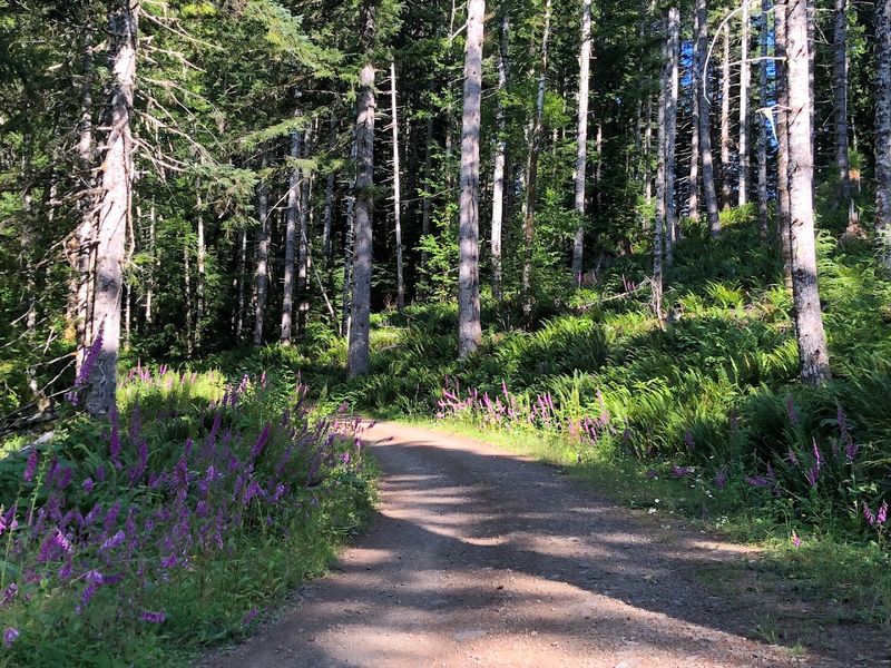 Vernonia, the Trail's Eastern Anchor