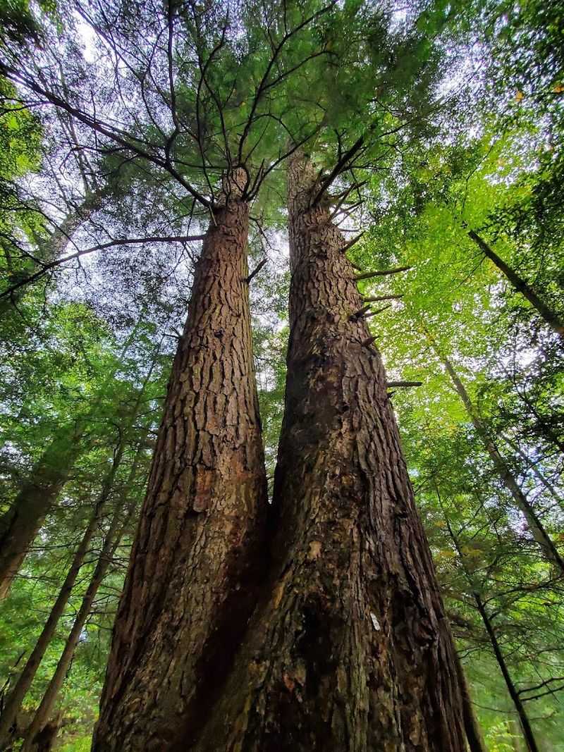Visitors Walk Among Trees That Touch The Sky Visitors Walk Among Trees That Touch The Sky