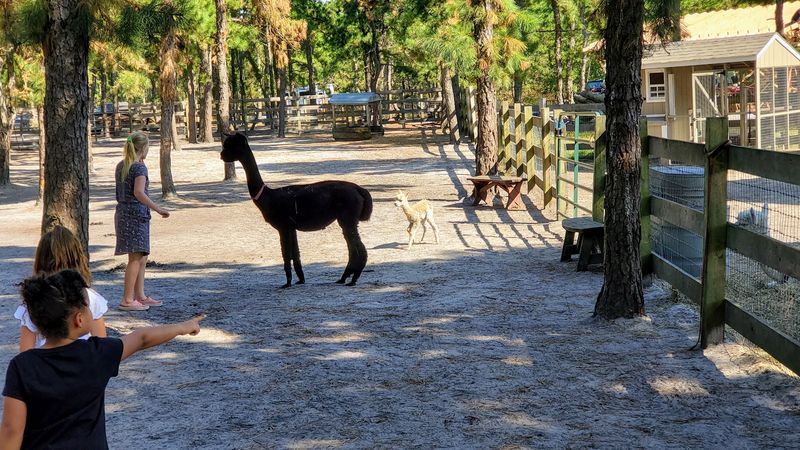Walking an Alpaca Is Cuter Than It Sounds Walking an Alpaca Is Cuter Than It Sounds