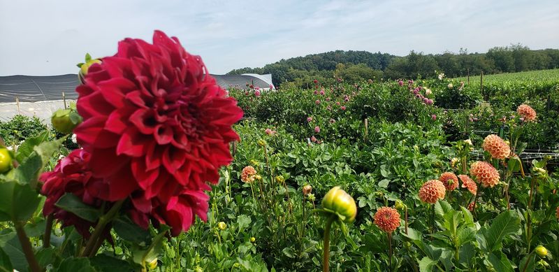 Wander Through a Rainbow of Blooms
