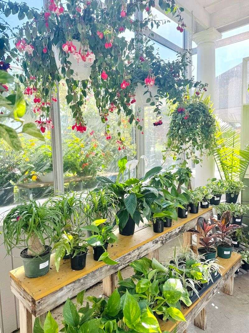 Wandering Through Diverse Plant Collections
