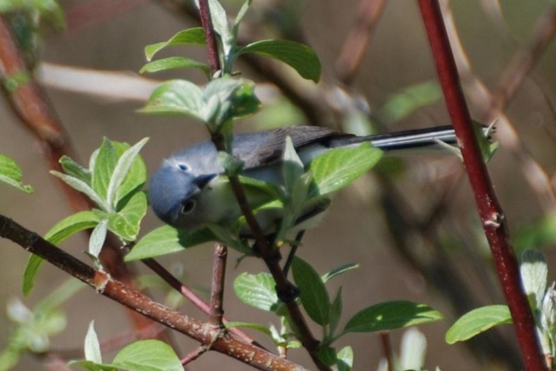 Warblers, Herons, Woodpeckers, And Bald Eagles Warblers, Herons, Woodpeckers, And Bald Eagles