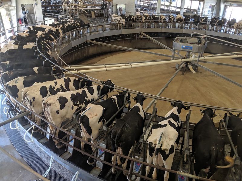 Watch Robots Milk 750 Cows at the Dairy Visitor Center Watch Robots Milk 750 Cows at the Dairy Visitor Center