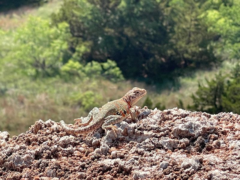 Watch The Wildlife If You Slow Down