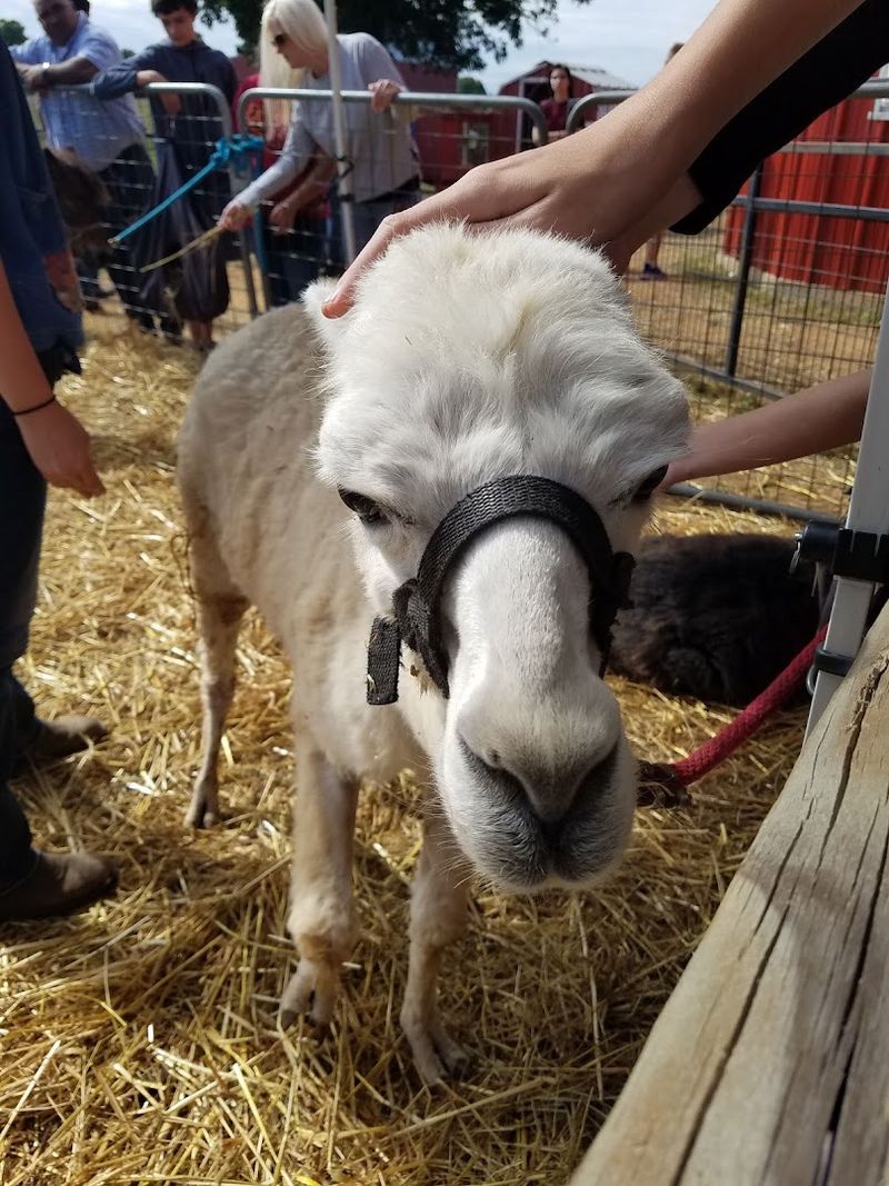 Watching The Shearing Happen