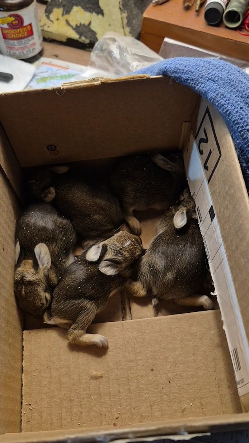 Werling Wildlife Rehabilitation and Education Center