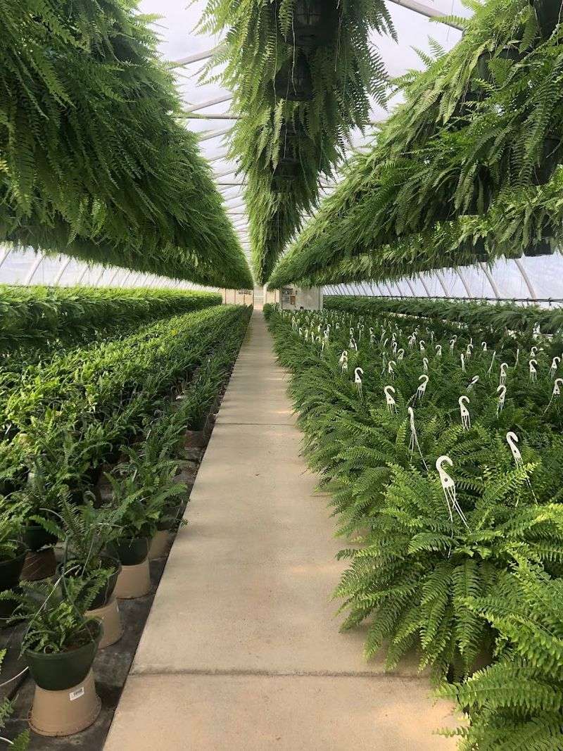 West Virginia's Go-To Destination for Quality Plants and Flowers West Virginia's Go-To Destination for Quality Plants and Flowers