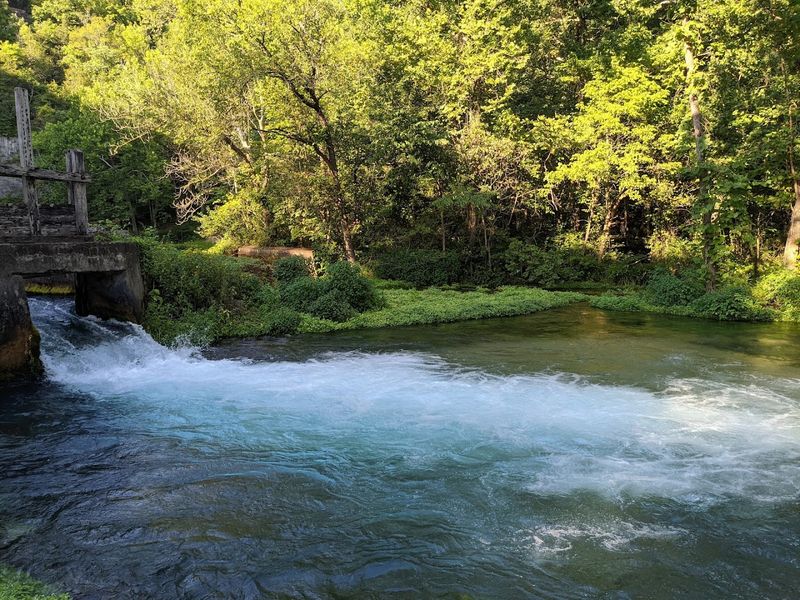 What Lives In All That Clear Water What Lives In All That Clear Water