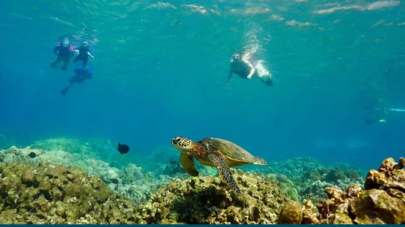 What Makes Turtle Town So Unique