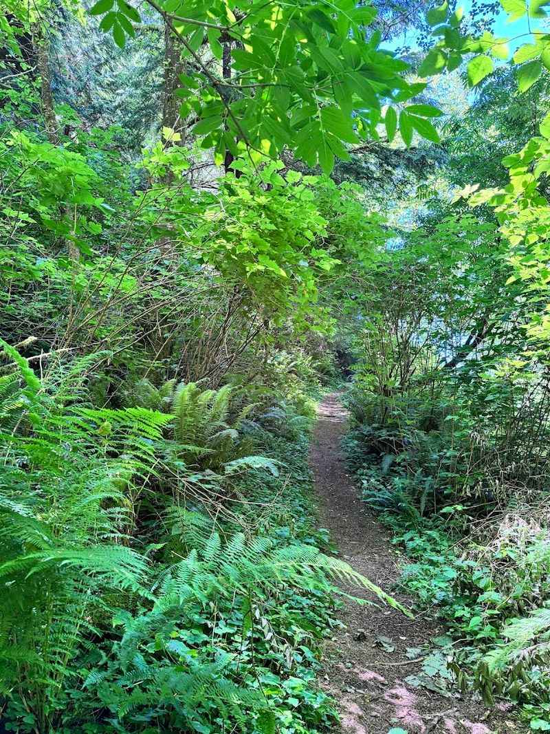 What the Forest Actually Looks and Feels Like What the Forest Actually Looks and Feels Like