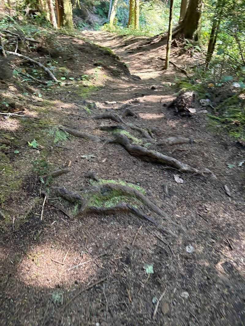 What the Trail Actually Feels Like Under Your Feet