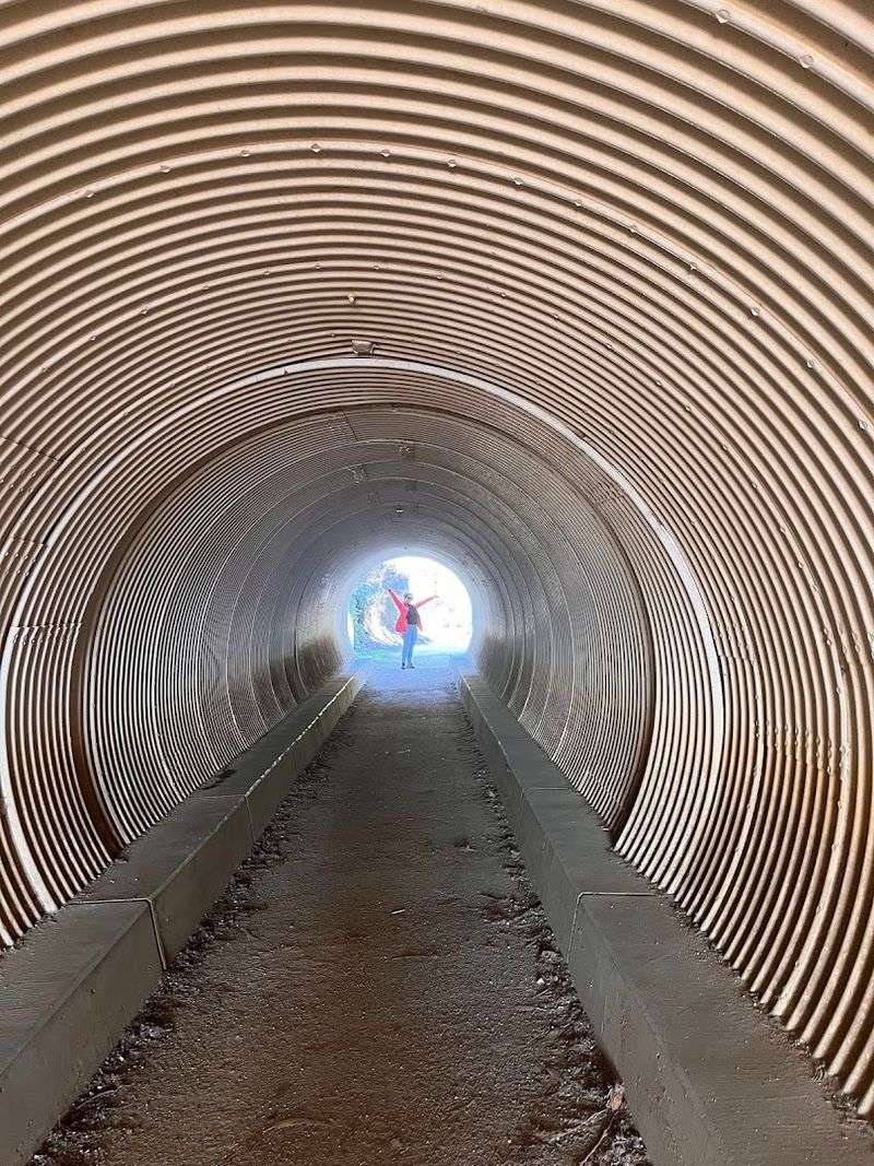 What to Expect When You Arrive: Trail Closures and Viewing Options