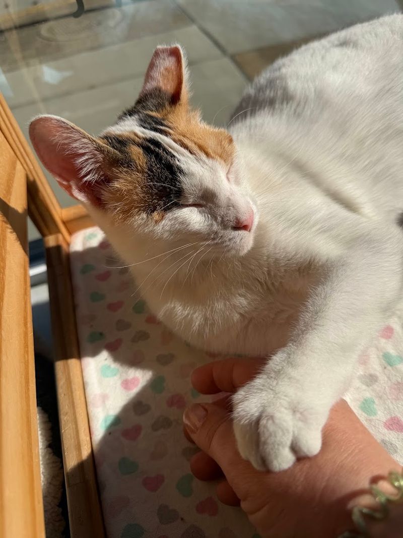 When A Visit Turns Into Adoption