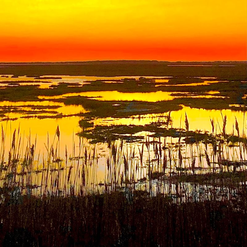 Where Ospreys Rule the Sky and Marshes Stretch Forever Where Ospreys Rule the Sky and Marshes Stretch Forever