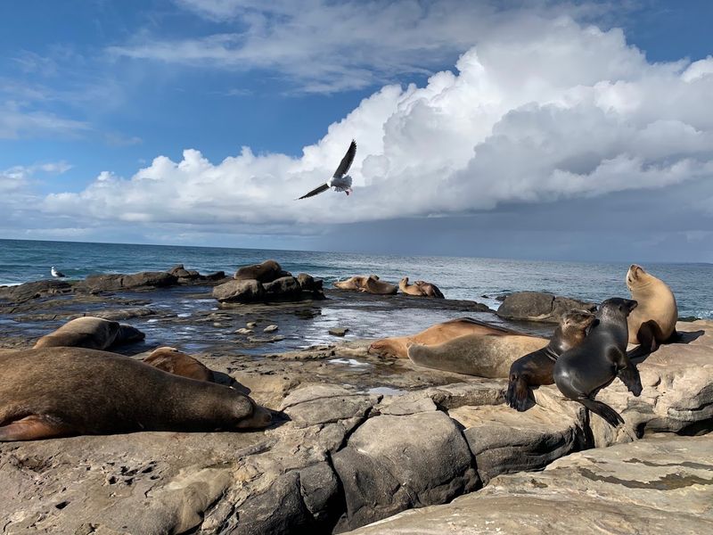 Where the Wild Things Sunbathe: Encounters with La Jolla's Famous Sea Lions