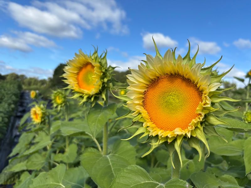 Whipple Bee Flower Farm in Beverly/Marblehead, MA