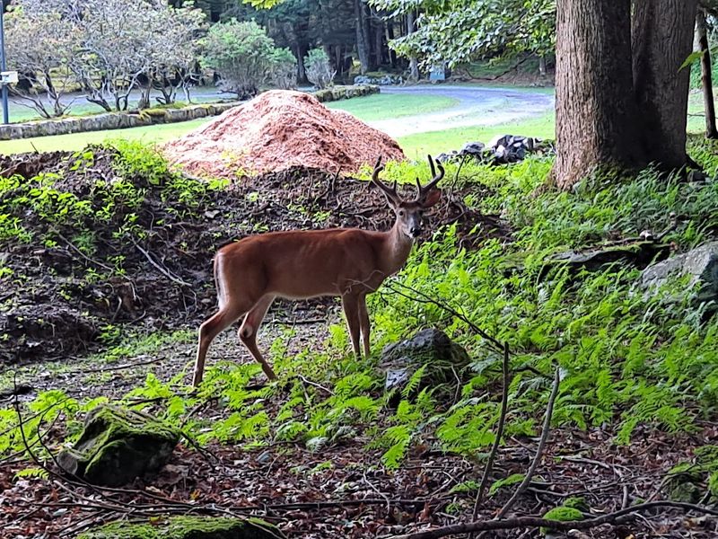 White-Tails Roam Wild Here