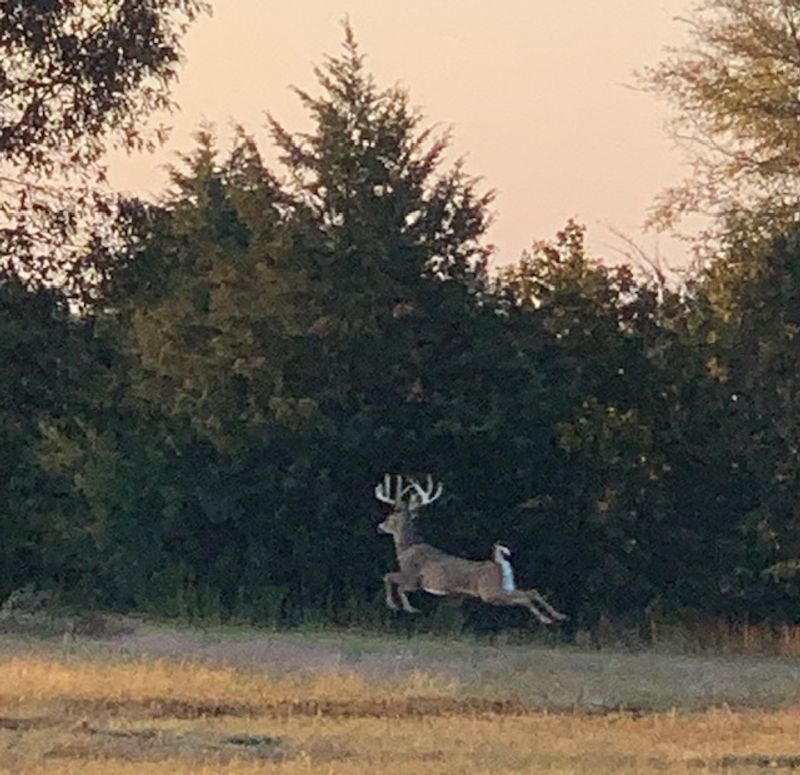 Why Antlers Leans All The Way Into Deer Country Why Antlers Leans All The Way Into Deer Country