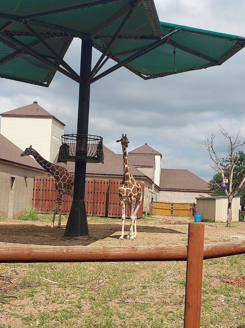 Why Como Park Zoo Belongs on Every Minnesota Visitor's List