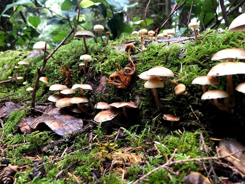 Why Mushroom Hunters Love This Trail So Much Why Mushroom Hunters Love This Trail So Much