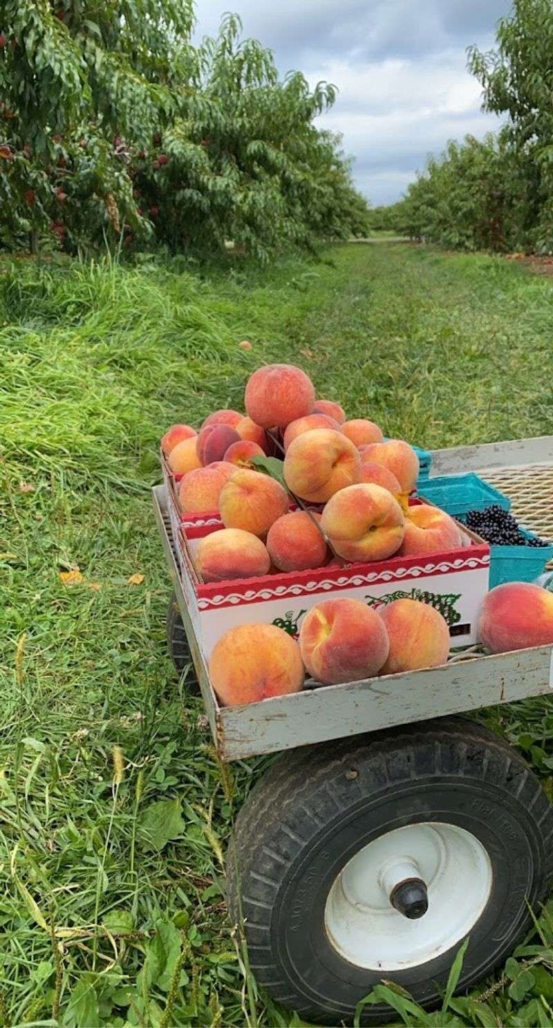 Why Reader's Digest Named This One Of America's Best Pumpkin Farms