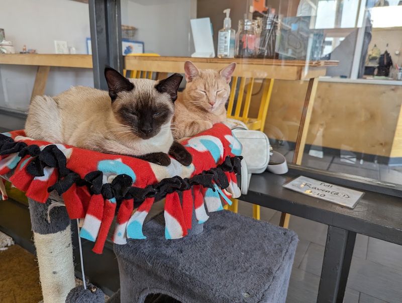 Why The Cats Feel So Different Here