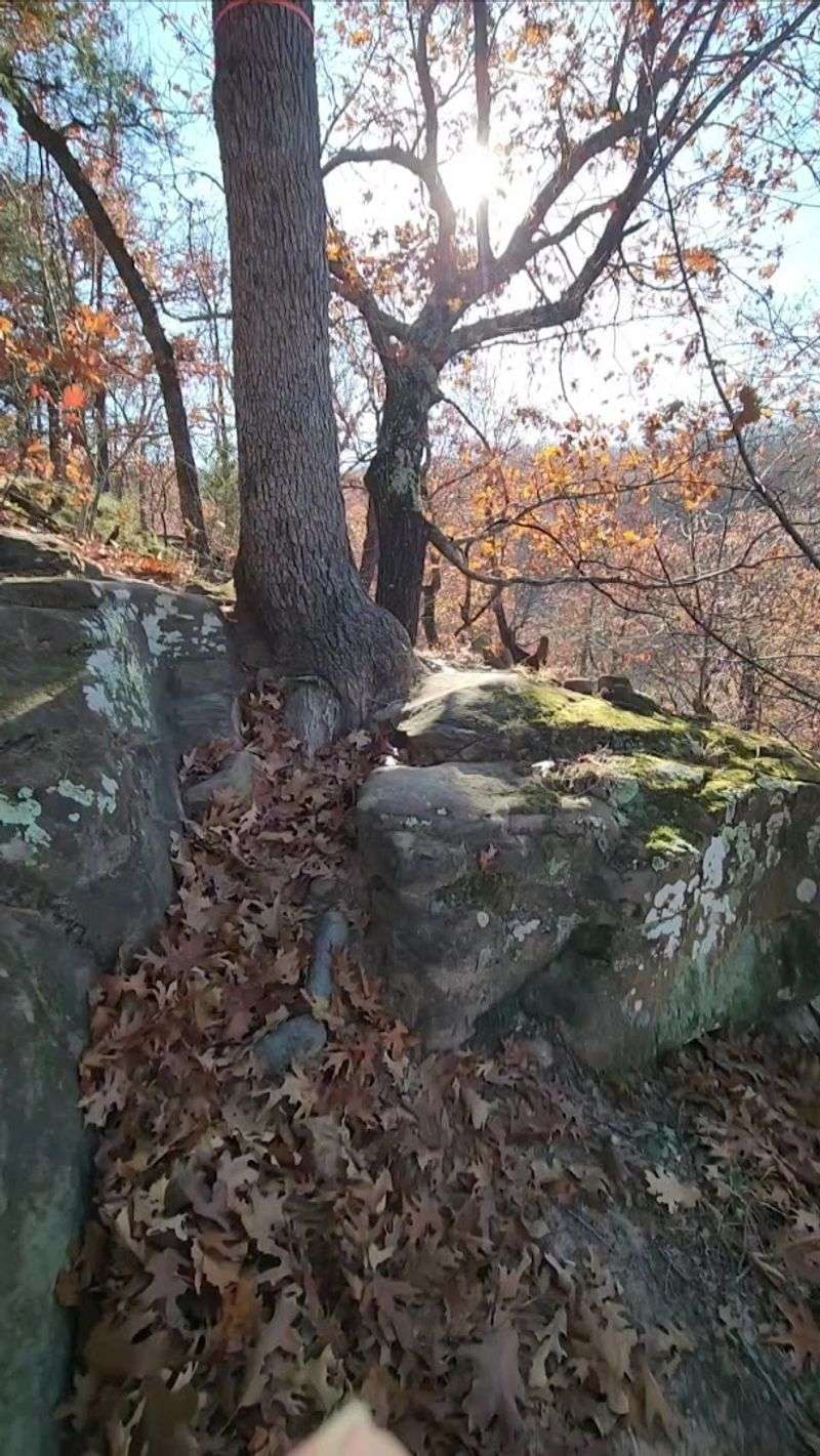 Why This Forest Was Able To Last Why This Forest Was Able To Last