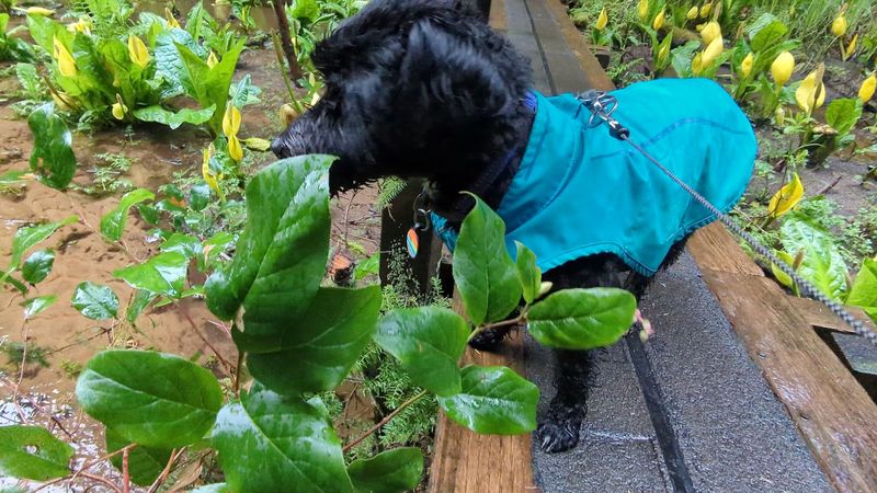 Why This Hike Works Perfectly for Families and Dogs