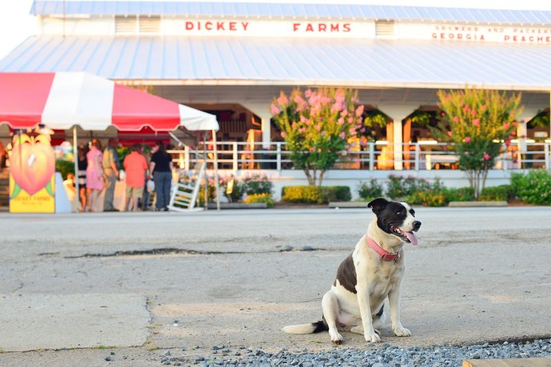 Why This Musella Stop Belongs on Your Georgia Road Trip