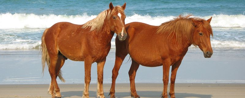 Wild Colonial Spanish Mustangs, The Stars of the Shoreline