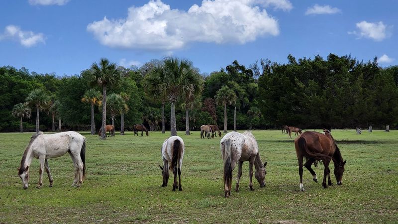 Wild Horses Roaming Free Across the Island
