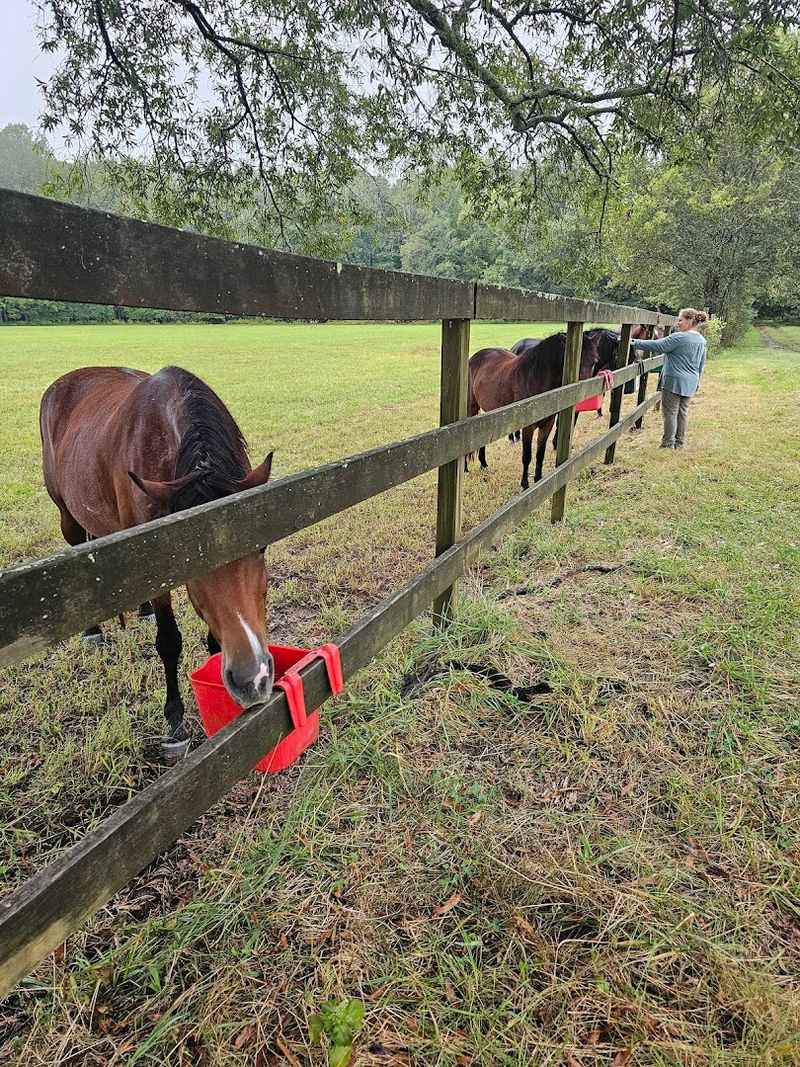 Wild Mustangs Living Free on Alabama Land