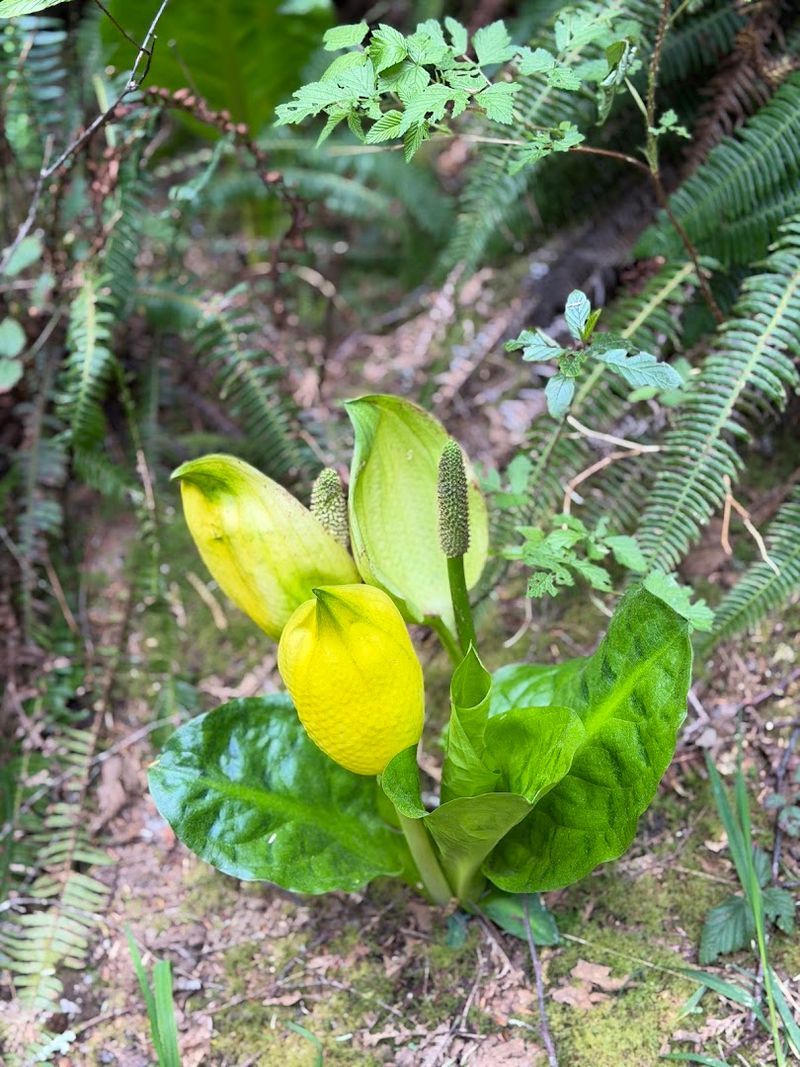 Wild Plants and Fungi That Line the Path Wild Plants and Fungi That Line the Path