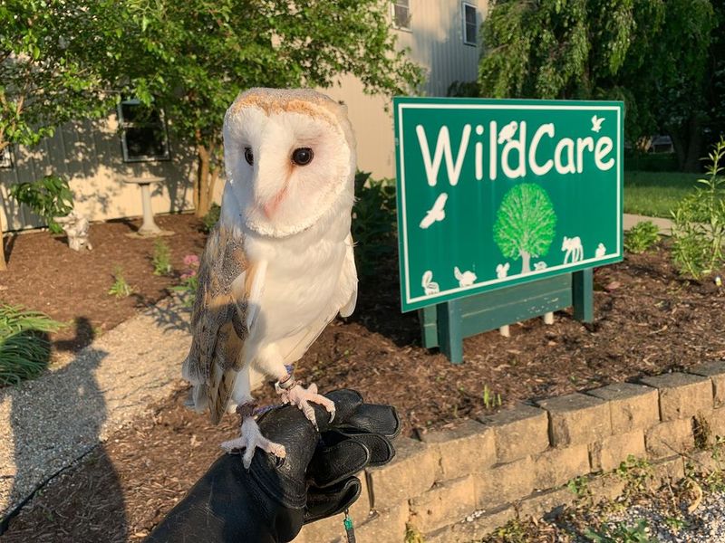 WildCare Inc.