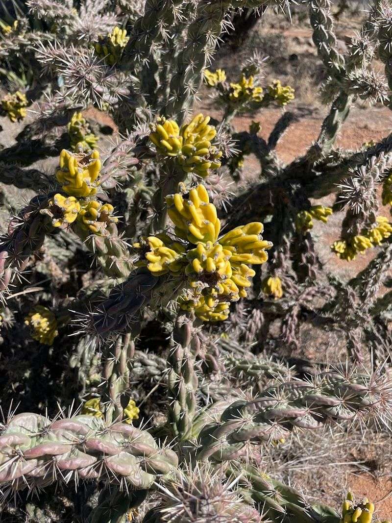 Wildflower Season, Monsoon Rains, and the Best Times to Visit Wildflower Season, Monsoon Rains, and the Best Times to Visit