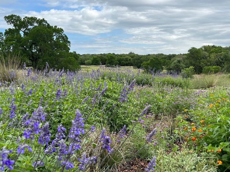 Wildflowers, Butterflies, and the Old Texaco Corner