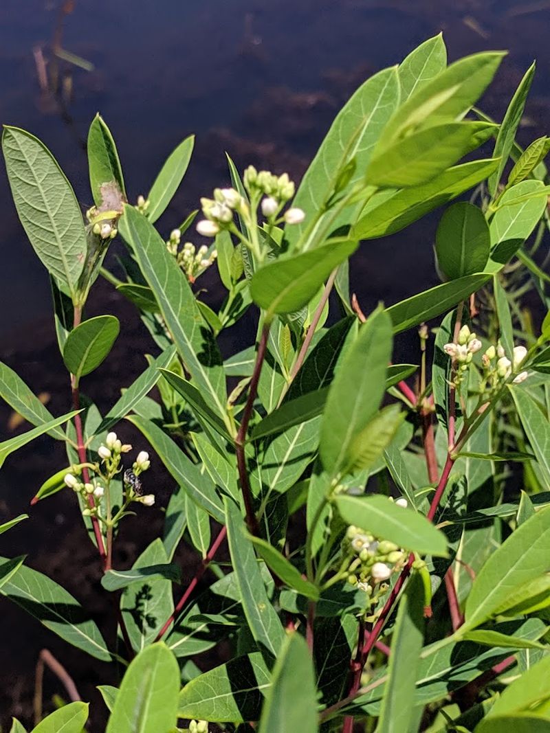 Wildflowers Put on a Show Better Than Broadway