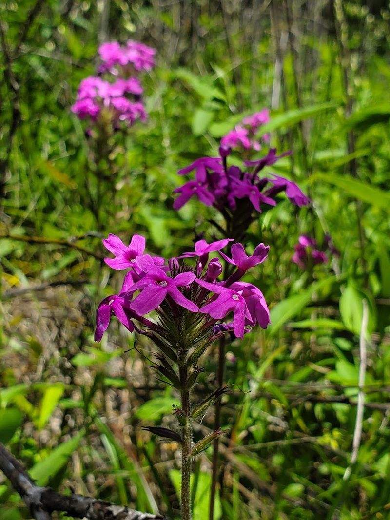 Wildflowers, Rare Plants, and Real Natural Science Wildflowers, Rare Plants, and Real Natural Science