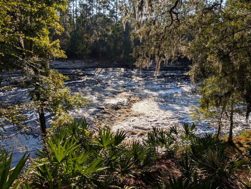 Wildlife Along the Suwannee River Basin Wildlife Along the Suwannee River Basin