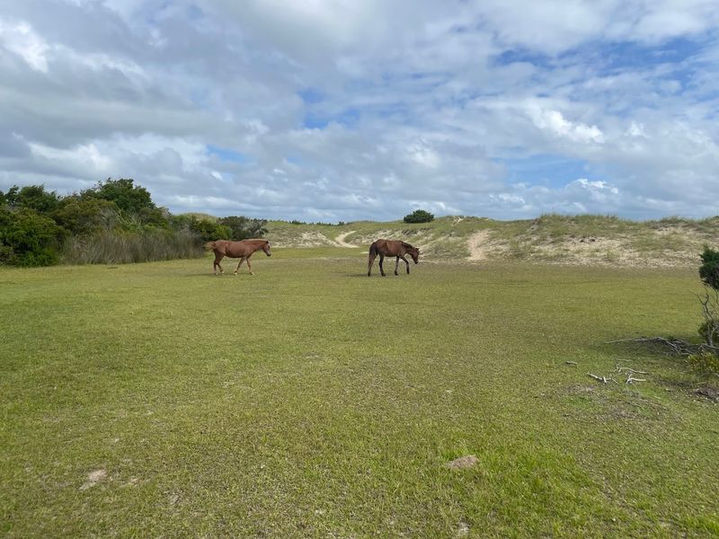 Wildlife Beyond the Horses
