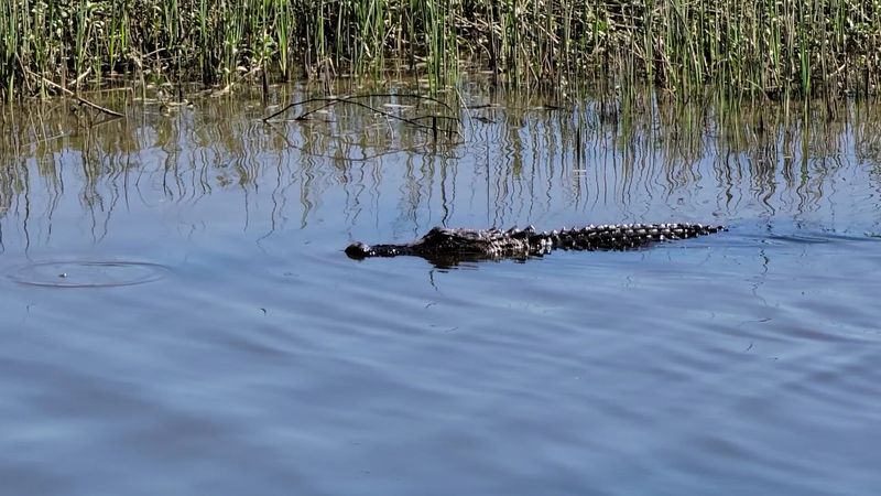 Wildlife Encounters: Alligators, Eagles, and Everything Between