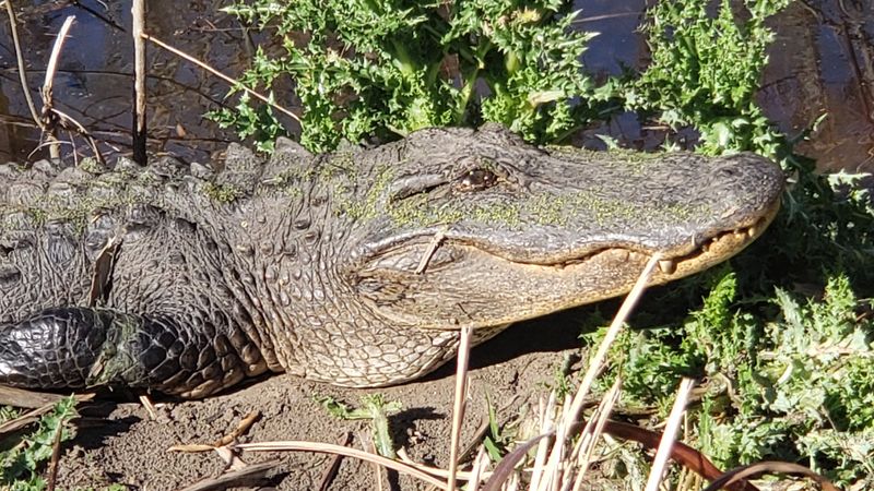 Wildlife Encounters That Catch You Off Guard