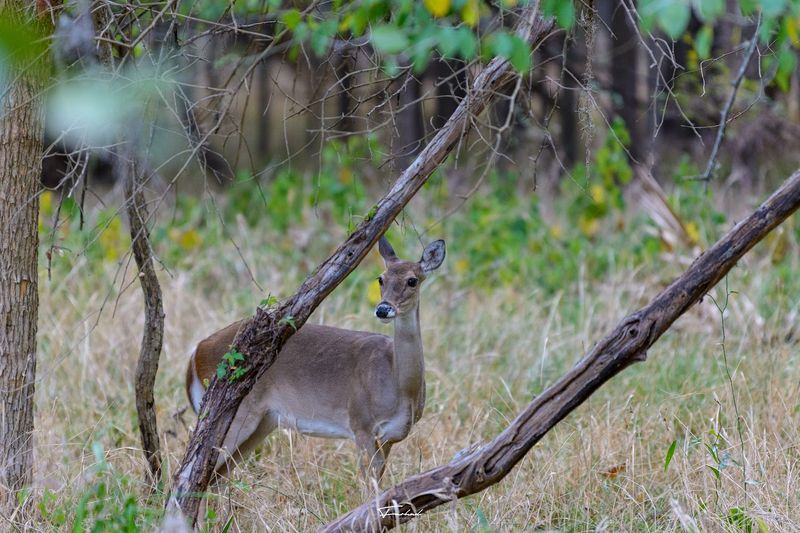 Wildlife Encounters That Feel Wonderfully Unscripted Wildlife Encounters That Feel Wonderfully Unscripted